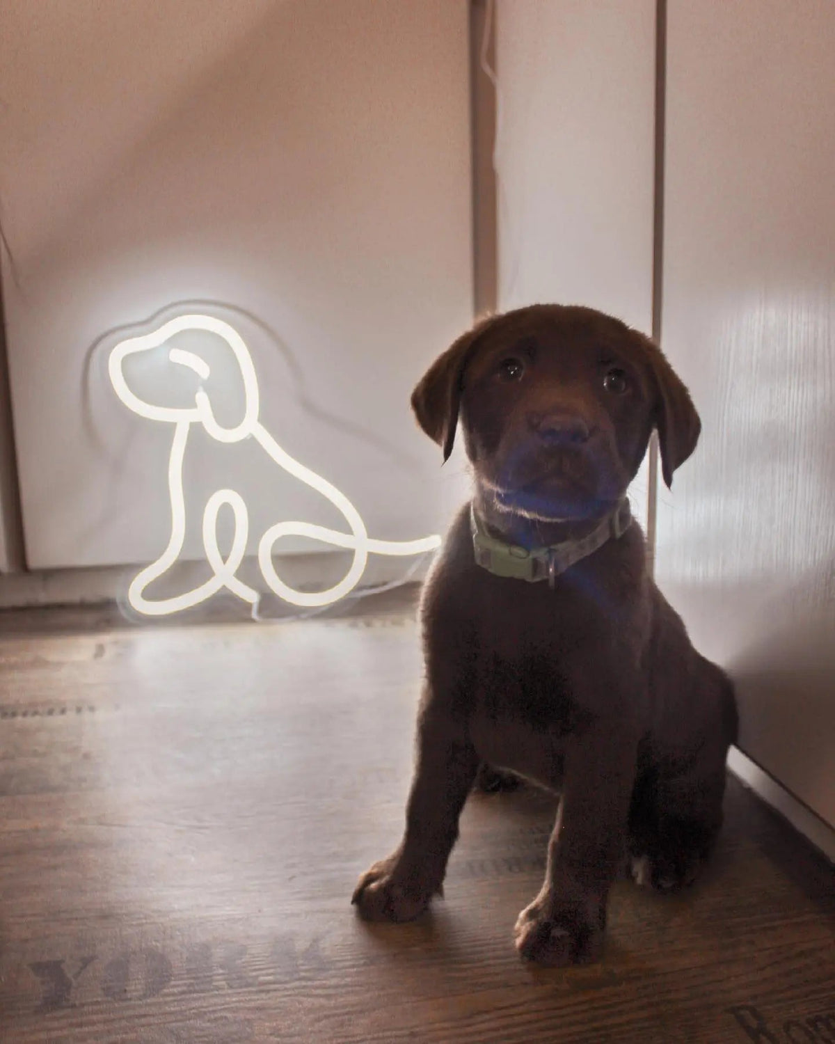 Dog LED Neon Light Sign in white, featuring dog outline beside a seated puppy.
